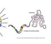 [2024 노벨상] 화학상…단백질의 복잡한 암호 해독에 높은 점수 줘
