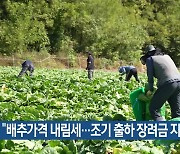 “배추가격 내림세…조기 출하 장려금 지원”