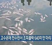 고수온에 천수만서 조피볼락 640여 만 마리 폐사