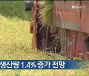 올해 울산 쌀 생산량 1.4% 증가 전망