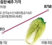 100일새 두배 뛴 金배추…"이달부터 공급 늘어 안정"