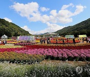 화창한 날씨 속 가을꽃축제