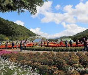 화창한 날씨 속 가을꽃축제