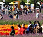 북적이는 인제 가을꽃축제장