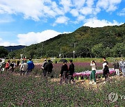 북적이는 인제 가을꽃축제장