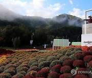 안개 드리운 가을꽃축제 속으로