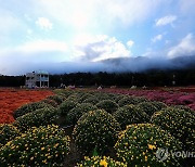 안개 드리운 가을꽃축제 속으로