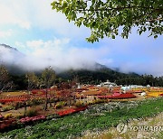 안개 드리운 가을꽃축제 속으로