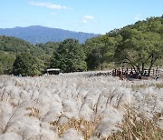 '억새꽃 만끽'…11일부터 산정호수·명성산서 축제