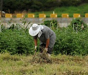 락스·소금으로 방제한다는 '가짜뉴스'…농민들 피해에도 대처는 소홀