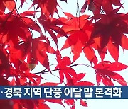 대구·경북 지역 단풍 이달 말 본격화