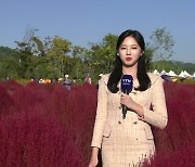 [날씨] 쾌청한 가을 하늘...가을꽃 축제 즐기는 시민들