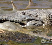 "사람을 먹진 않을 것"…허리케인 할퀸 美 플로리다 `악어 공포`