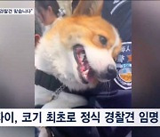 "코기도 신고합니다"…수습 딱지 떼고 경찰견 승진한 푸자이