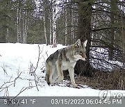 Anchorage Wildlife Cams