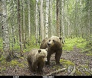 Anchorage Wildlife Cams