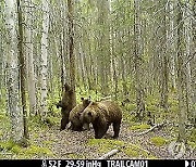 Anchorage Wildlife Cams