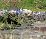 허리케인 할퀸 美 플로리다 '화들짝'…곳곳에 악어 출몰