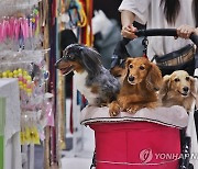 저출산·1인 가구 '껑충'…"외로운 나라 한국, 반려견에 꽂히다"