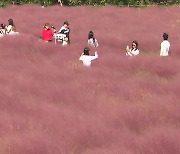 바람에 춤추는 핑크뮬리...가을 정취 가득한 '꽃밭'