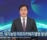 화천, 돼지농장 아프리카돼지열병 발생