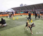 반려동물 문화축제 ‘용인시와 행복하개’ 1만5천명 참가