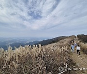 푸른 하늘과 억새