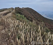 억새 물결 일렁이는 오서산 정상