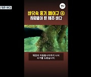 [오늘의 캔디] 지뢰밭이 된 제주 바다