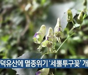 덕유산에 멸종위기 ‘세뿔투구꽃’ 개화