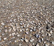 Seosan’s Garorim Bay becomes ‘tomb of Manila clams’ due to hot temperatures in summer