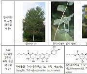 경희대 조익현 교수, 국가 고유 산림자원인 현사시나무에서 신규물질 분리 및 항염증·항산화 기능 규명