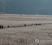 '새 보고, 갈대 보고' 순천만갈대축제 개최