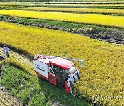 "산지쌀값 하락 막는다"…정부, 올해 햅쌀 20만t 수매