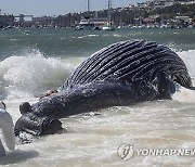 South Africa Beached Whale