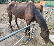 공주 목장서 말 불법 도축·방치 의혹…관계당국 조사 나서