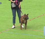 맹견 사육 허가 열흘 남았는데…신청 ‘저조’