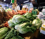 Cabbage prices raise alarm bells ahead of kimchi-making season