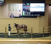 2024년 첫 1세 경주마 경매, 최고가 1억 6600만 원 기록 [경마]