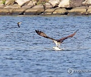 물고기 낚은 물수리