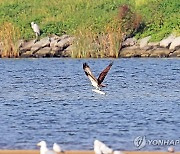 물고기 사냥에 성공