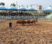 보은에서 열리는 민속 소 힘겨루기 대회