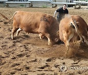 중부권 유일, 보은 민속 소 힘겨루기 대회