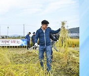 [경기] 김포시, 300년 역사 '자광벼' 복원 박차