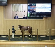 한국마사회, 올해 첫 1세 경주마 경매 최고가 1억6600만원