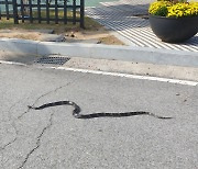 2-meter-long snake captured outside of Gyeonggi Provincial Office