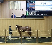 한국마사회, 올해 첫 1세 경주마 경매 최고가 1억 6,600만 원 기록