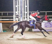 최강 신예마 가리는 두 번째 레이스, 농협중앙회장배 [경마]