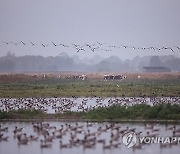 BRITAIN GOOSE MIGRATION