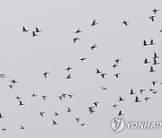 BRITAIN GOOSE MIGRATION